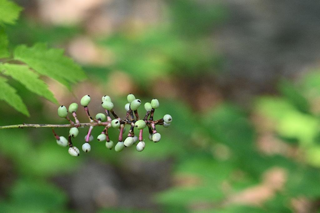 2025-08039893 Tower Hill Botanic Garden, MA.JPG - Dolls Eyes or White Baneberry (Actaea pachypoda). New England Botanic Garden at Tower Hill, MA, 8-3-2025